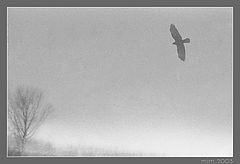 photo "Hunting"