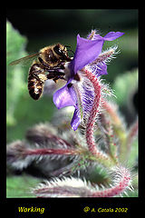 фото "abeja"