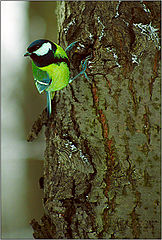 фото "Birdie #3"