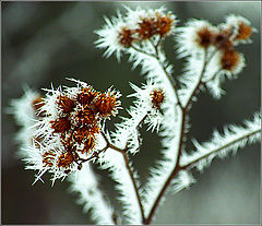 фото "Winter Etude #3"