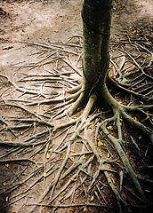 photo "Desire to live"