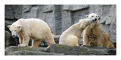 photo "Three Bears"