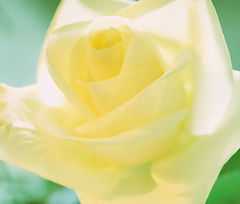 photo "Yellow tenderness"