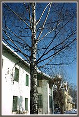 фото "the spring birch"