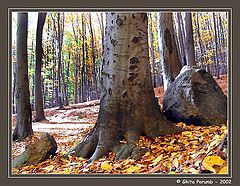 фото "Forest 1"