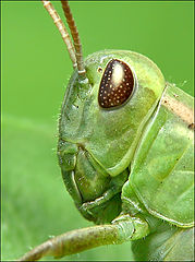 photo "Grasshopper"