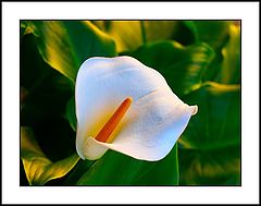 photo "White flower"