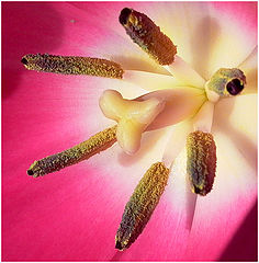 фото "Potent"