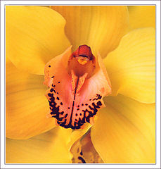 фото "Просто орхидея"