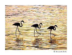 фото "Wave Dancing"