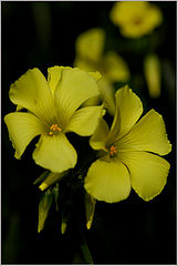 photo "Yellow flowers"