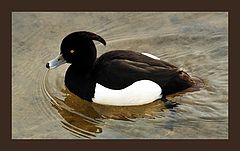 photo "Simply a duck."