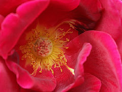 photo "red velvet begonia"