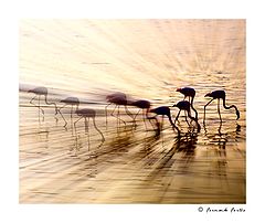 фото "The Champion"