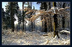 фото "Зимний полдень"