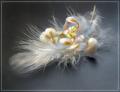 photo "White still-life"