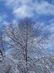 photo "Winter sky"