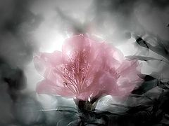 фото "Life Within"