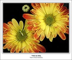 фото "Two & one"