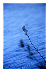 photo "Reflection"