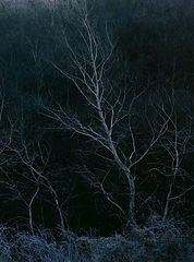 фото "Wood of the dreams"