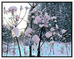 photo "Flowers of leaving winter"