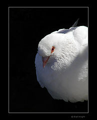 photo "The Shadows of the Peace"