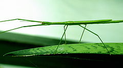 photo "walking stick"