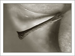 photo "Naked nature"
