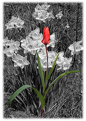 фото "The Sentinal"