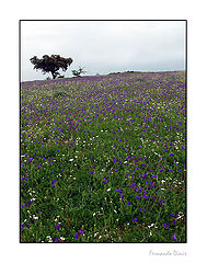 photo "Spring"