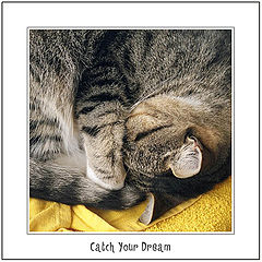 photo "Catch Your Dream"