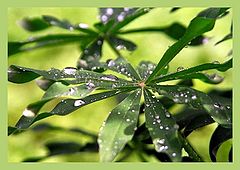 photo "After a rain"
