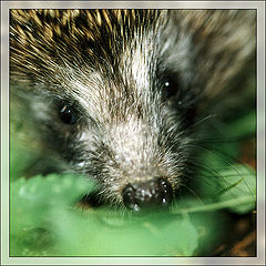 photo "A little hedgehog"