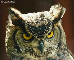 photo "Serious look"