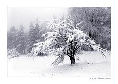 photo "winter"