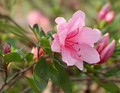 фото "Pretty In Pink"