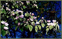 photo "Cherry Plum Blooming"