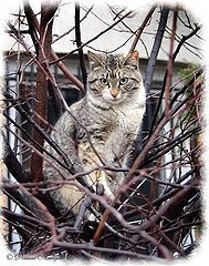 photo "Cat in the Tree"