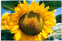 фото "sunflower"