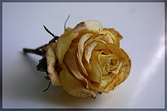 photo "Untitled photo"