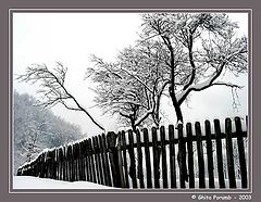 фото "Fence"