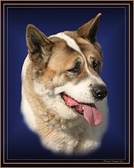 photo "Akita"