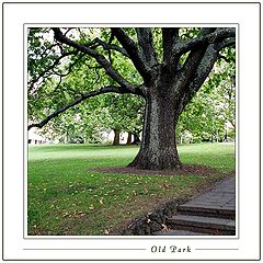 photo "Old Park"