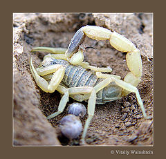 photo "SCORPION"