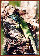 photo "Lizard"
