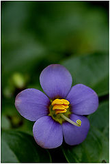 photo "Blue Flower"