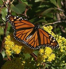 фото "Monarch Butterfly"