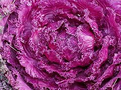 photo "Decorative cabbage"