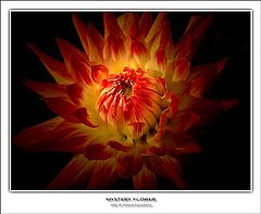 фото "Mystery flower"